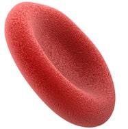 red blood cell
